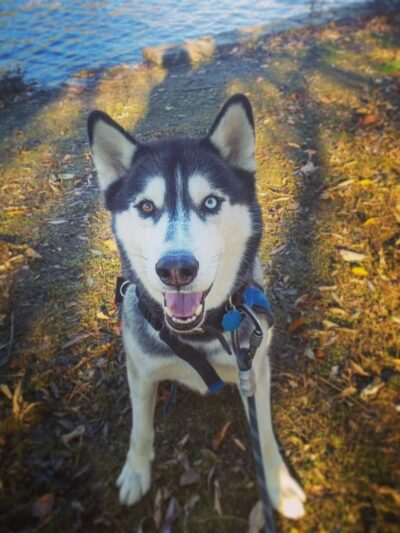 ProspectBArk! - Brooklyn, NY