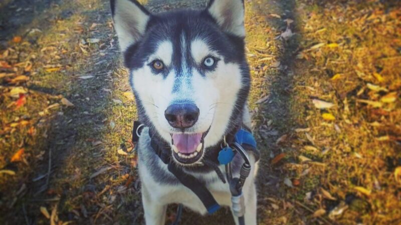 ProspectBArk! - Brooklyn, NY