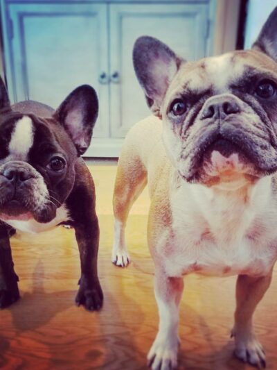 ProspectBArk! - Brooklyn, NY