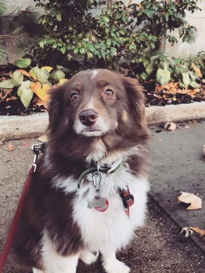 ProspectBArk! - Brooklyn, NY