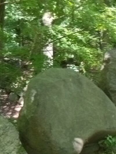 Ravine - Brooklyn, NY