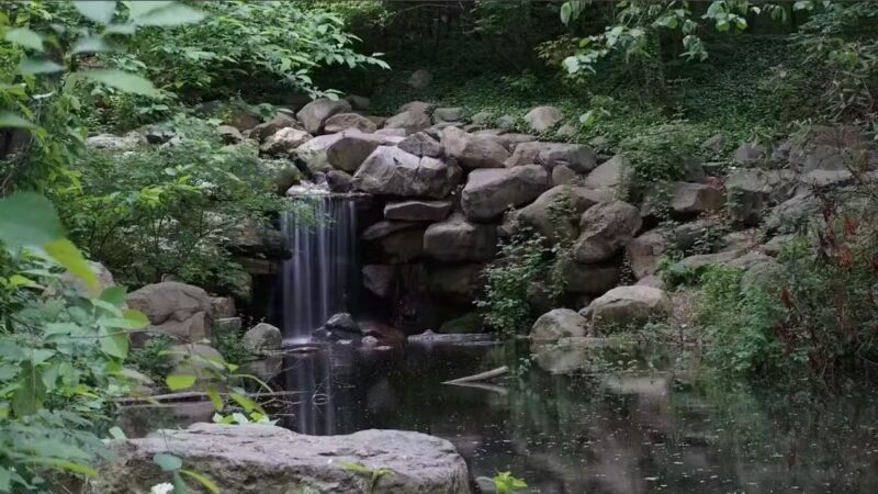 Ravine - Brooklyn, NY