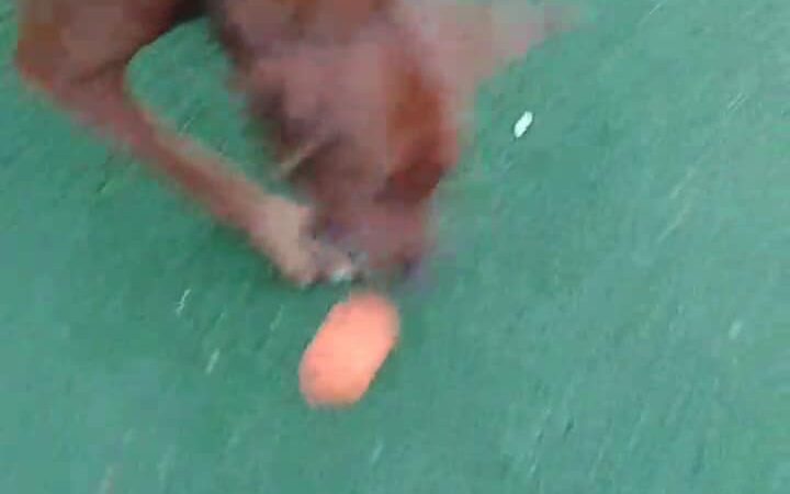 St. John's Park - Brooklyn, NY