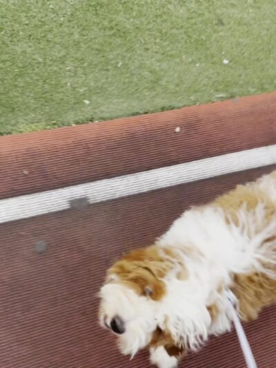 Star Spangled Playground - Brooklyn, NY