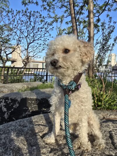 The Dog Behaviorist NYC - Brooklyn, NY