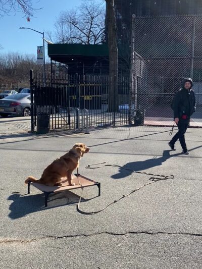 The Dog Behaviorist NYC - Brooklyn, NY