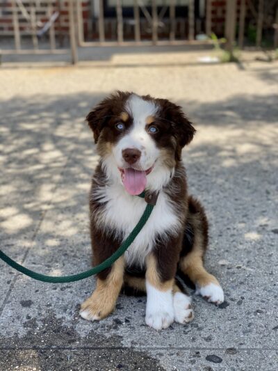 The Dog Behaviorist NYC - Brooklyn, NY