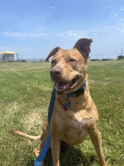 The Dog Behaviorist NYC - Brooklyn, NY