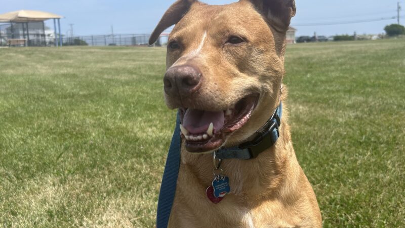 The Dog Behaviorist NYC - Brooklyn, NY