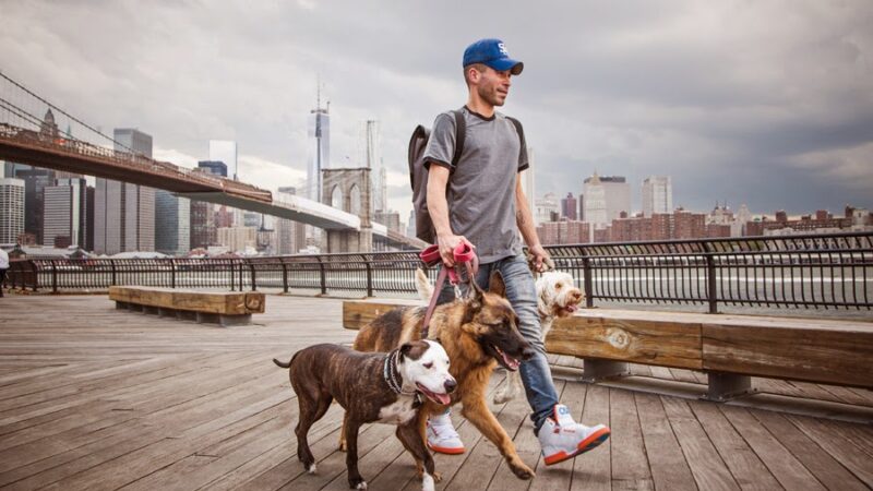 The Peaceful Pack - Brooklyn, NY