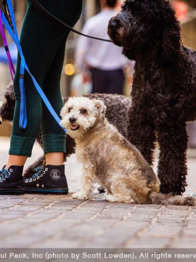 The Peaceful Pack - Brooklyn, NY