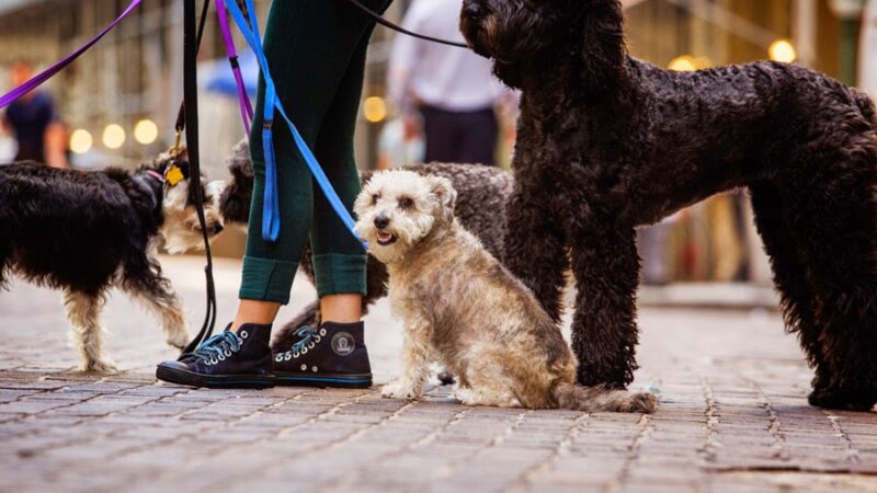 The Peaceful Pack - Brooklyn, NY