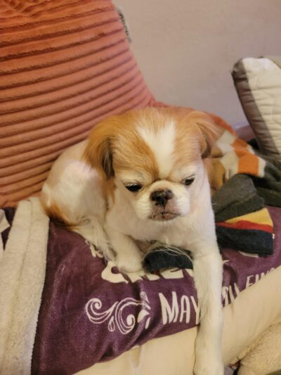 Who’s My Good Dog? - Brooklyn, NY