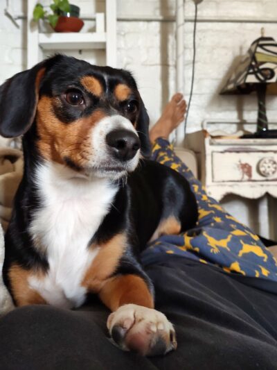 Woofs & Wags - Brooklyn, NY