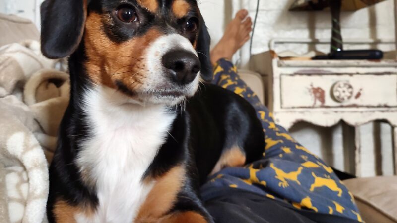 Woofs & Wags - Brooklyn, NY