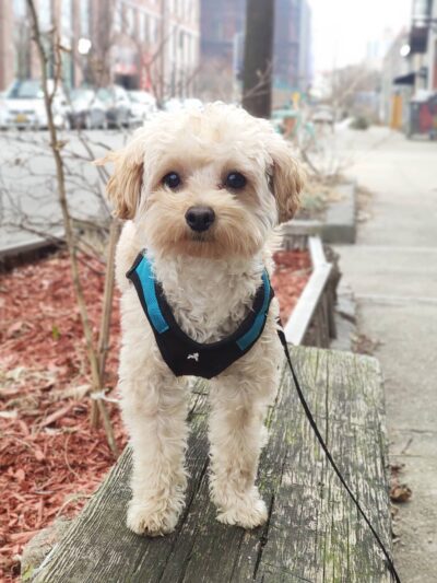 Woofs & Wags - Brooklyn, NY