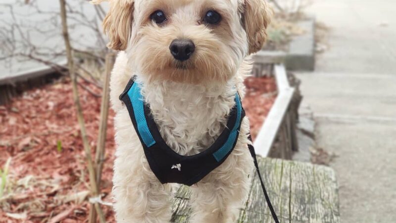 Woofs & Wags - Brooklyn, NY