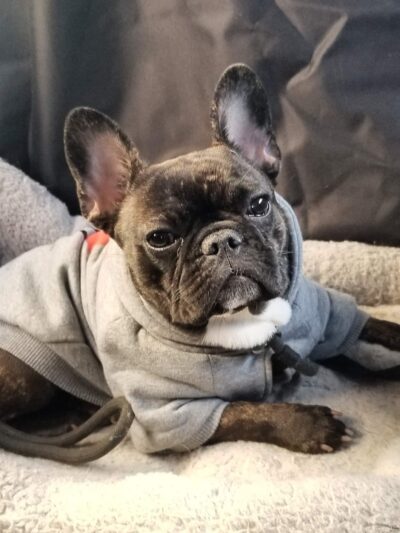 Woofs & Wags - Brooklyn, NY