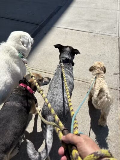 Woofs & Wags - Brooklyn, NY