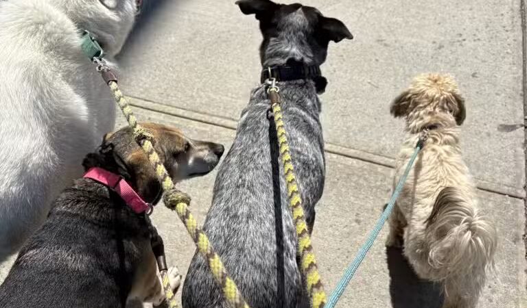 Woofs & Wags - Brooklyn, NY