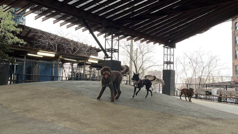 Brooklyn Bridge Park Dog Run - Brooklyn, NY