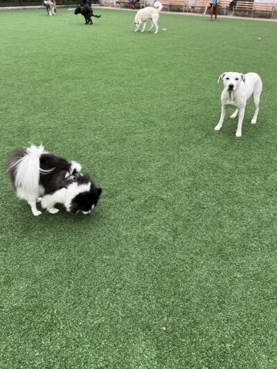 Marcy Green South - Brooklyn, NY