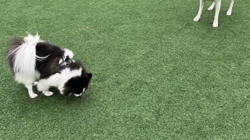 Marcy Green South - Brooklyn, NY