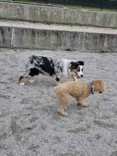 Owl's Head Park Dog Run - Brooklyn, NY