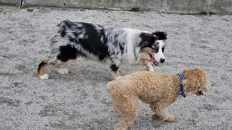 Owl's Head Park Dog Run - Brooklyn, NY