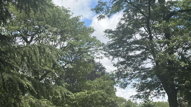 Owl's Head Park Dog Run - Brooklyn, NY