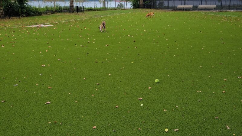 Shore Road and Parkway Dog Run - Brooklyn, NY