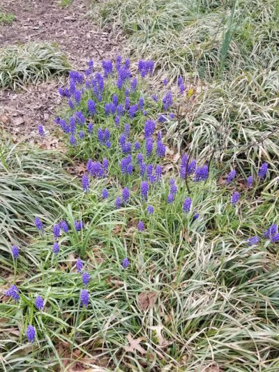 South Pacific Playground - Brooklyn, NY