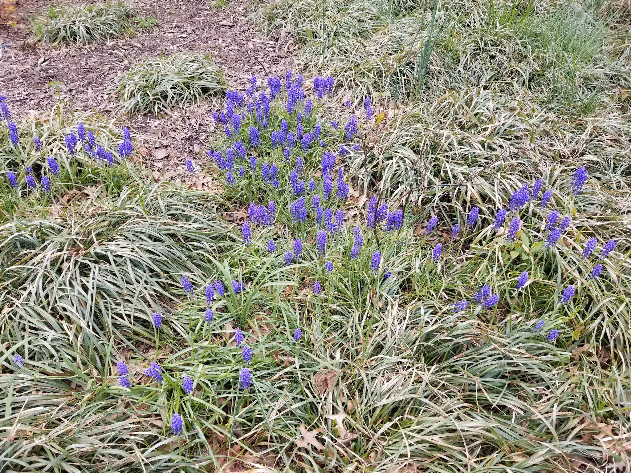 South Pacific Playground - Brooklyn, NY