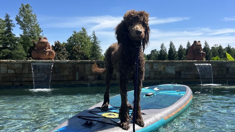 Canine Country Club of the South - Brooks, GA