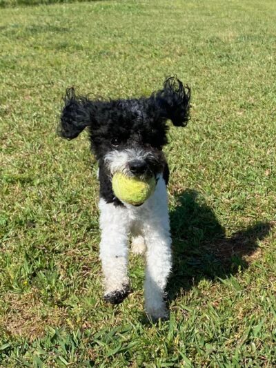 Canine Country Club of the South - Brooks, GA