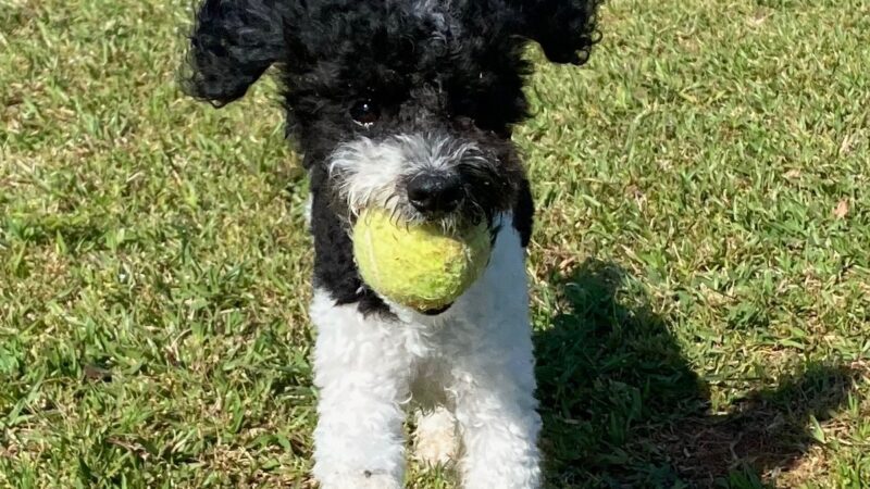 Canine Country Club of the South - Brooks, GA