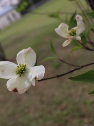 Bruceton City Park - Bruceton, TN
