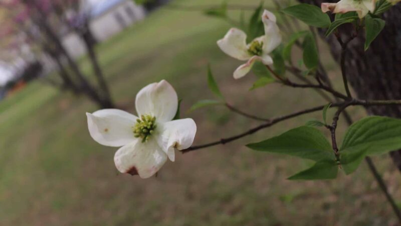 Bruceton City Park - Bruceton, TN