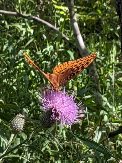 Trail of the Four Winds - Brumley, MO