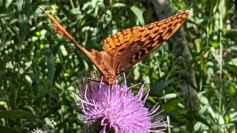 Trail of the Four Winds - Brumley, MO
