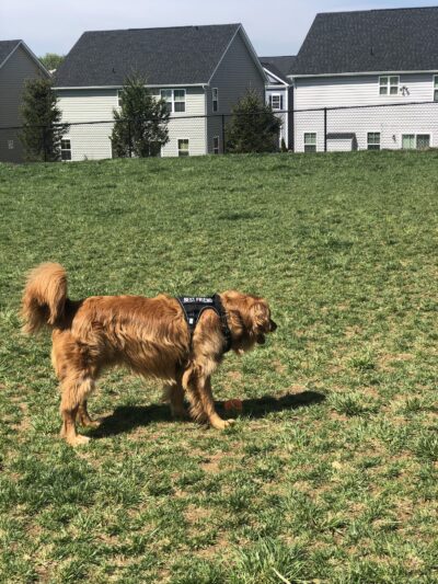 Dog Park - Brunswick, MD