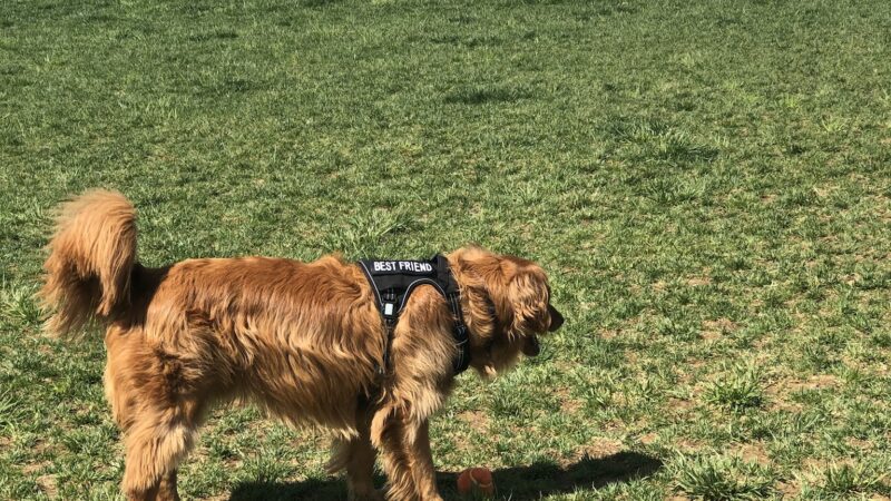 Dog Park - Brunswick, MD