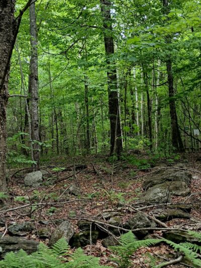 Packard Trail - Buckfield, ME