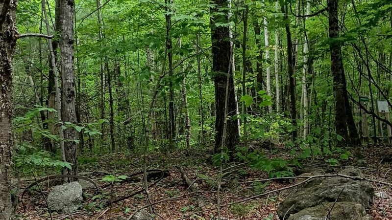 Packard Trail - Buckfield, ME