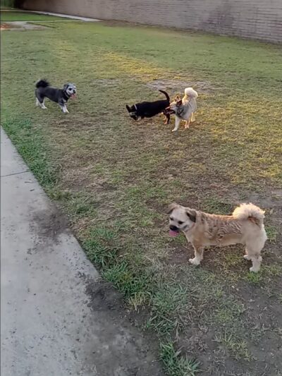Bellis Park Dog Park - Buena Park, CA
