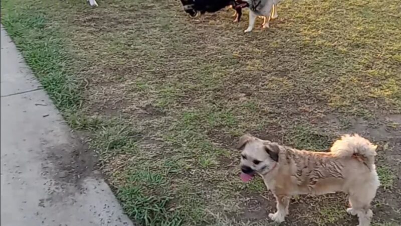 Bellis Park Dog Park - Buena Park, CA