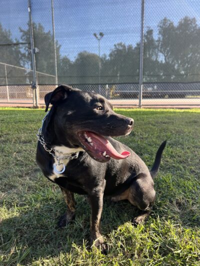 Bellis Park Dog Park - Buena Park, CA