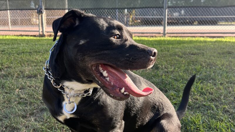 Bellis Park Dog Park - Buena Park, CA