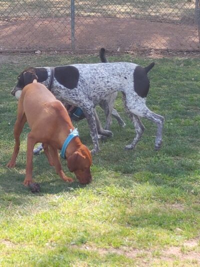 Bellis Park Dog Park - Buena Park, CA