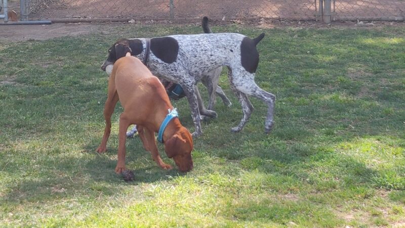 Bellis Park Dog Park - Buena Park, CA